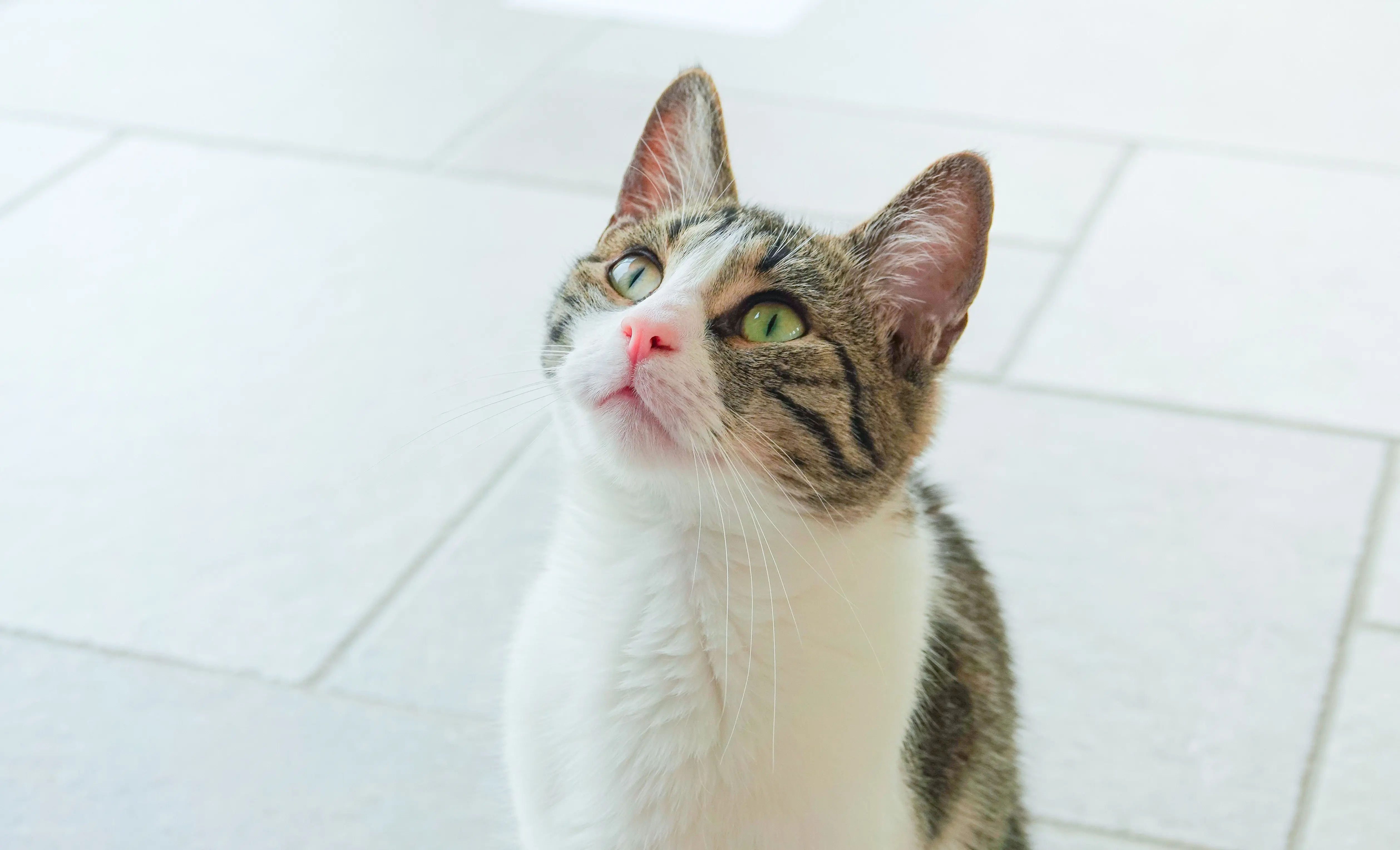 
Een kat met Gellies
