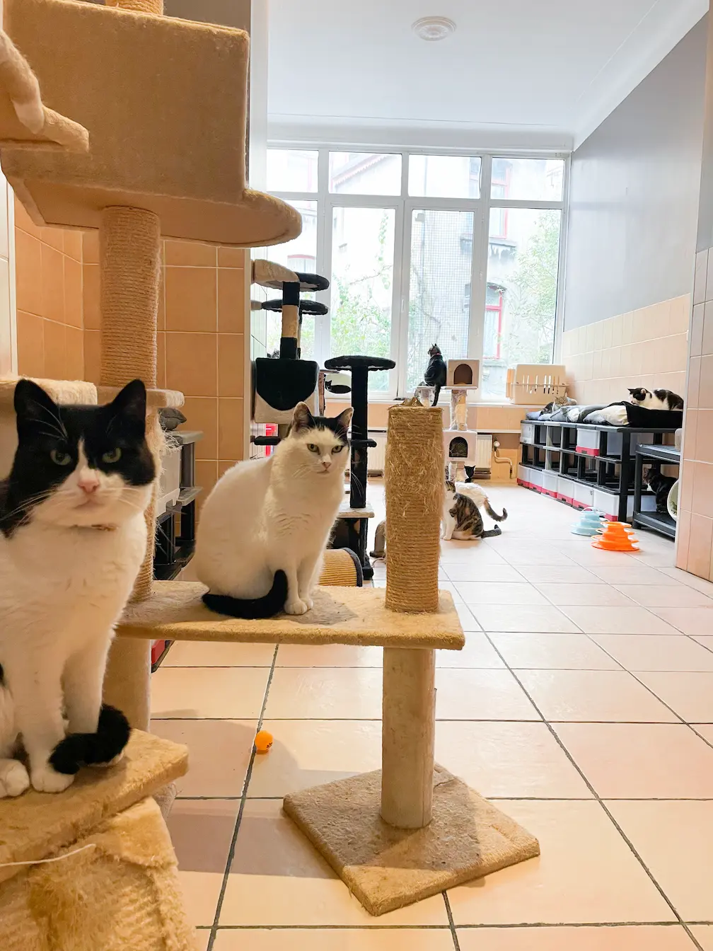 
Smaaktesten met de kattenformule van Le Fanal
