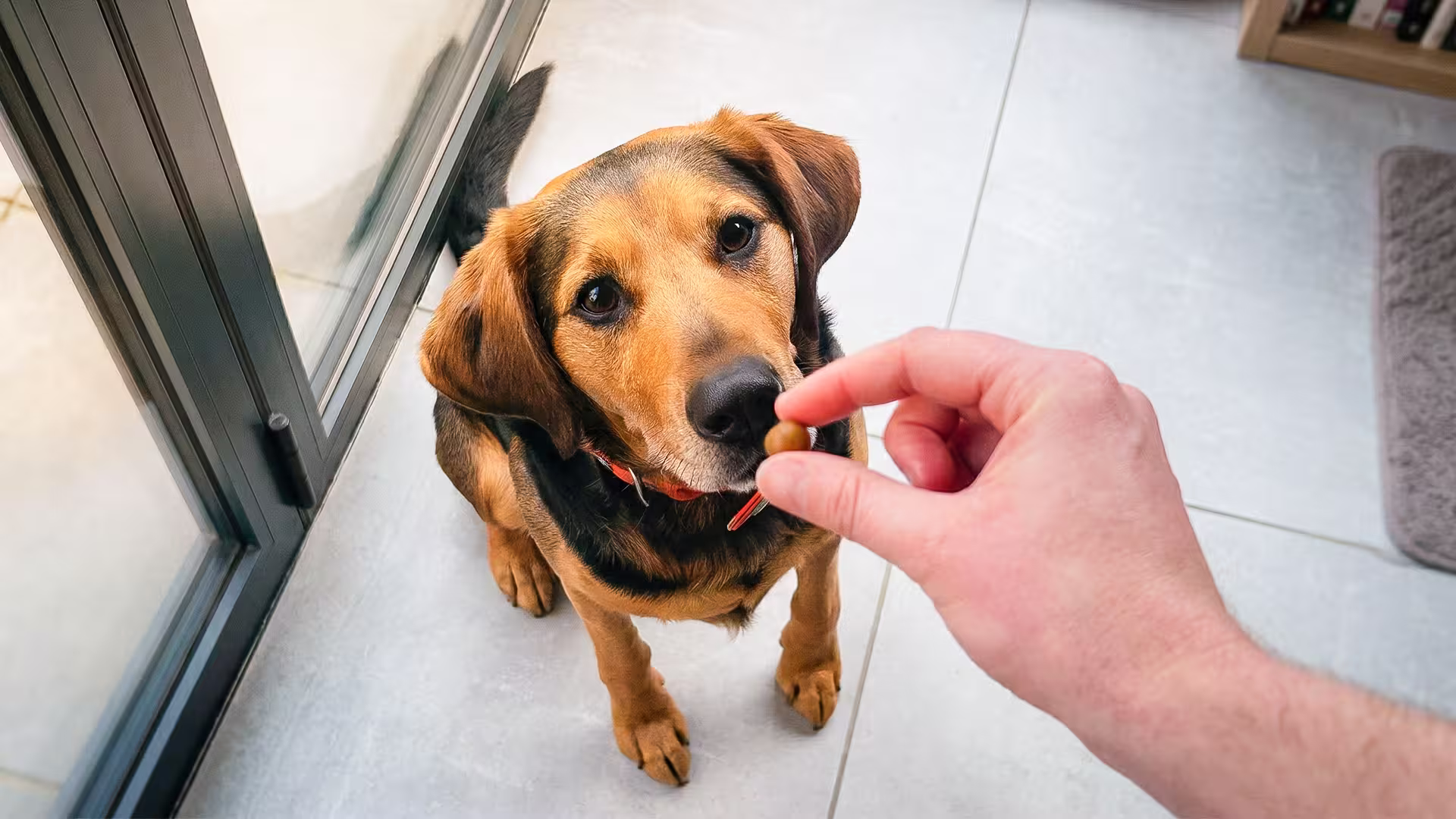 Chien mangeant Gellies avec plaisir