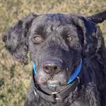 Avatar chien